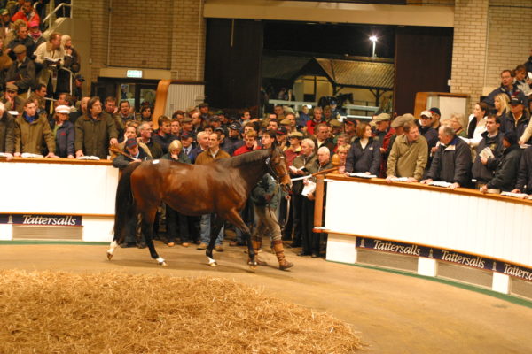 Tattersalls Sale Ring